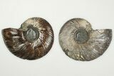 Cut & Polished, Pyritized Ammonite Fossil - Russia #198340-1